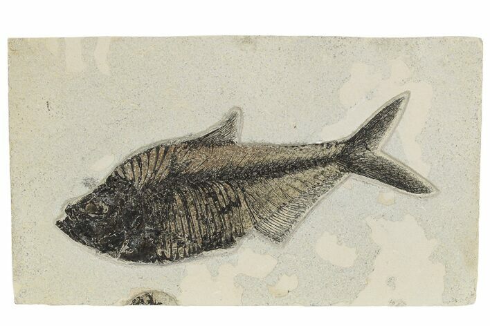 Detailed Fossil Fish (Diplomystus) - Wyoming #222869